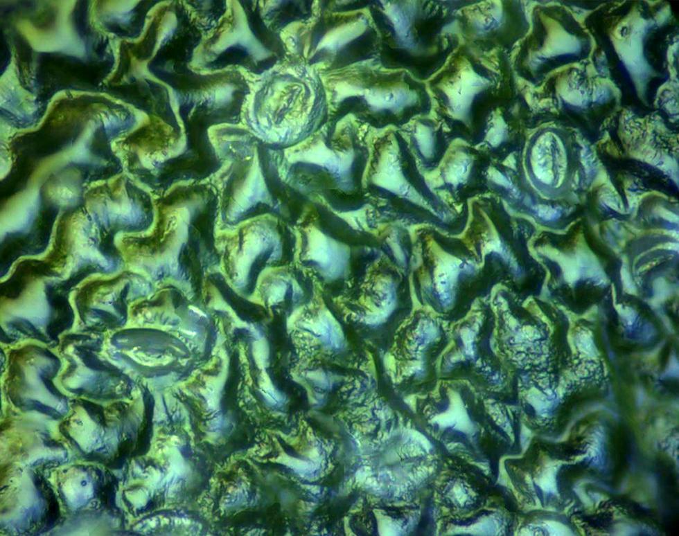 Watercress Surface - Jenny Warner